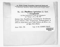 Phellinus igniarius image